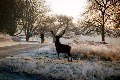 Cycling in Richmond Park