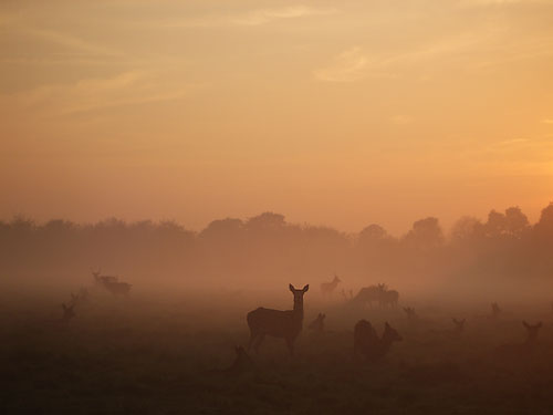 Deer hred at sunset