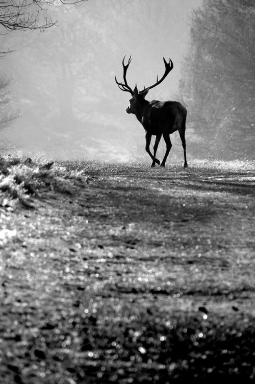 Red deer walking away