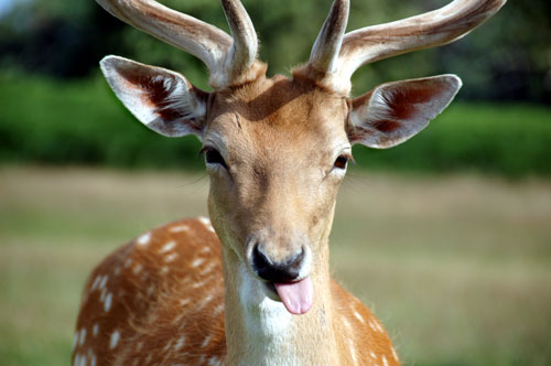 Fallow deer in Richmond Park