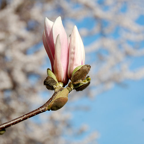 Magnolia Blossom flower
