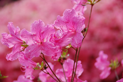 Pink azaleas