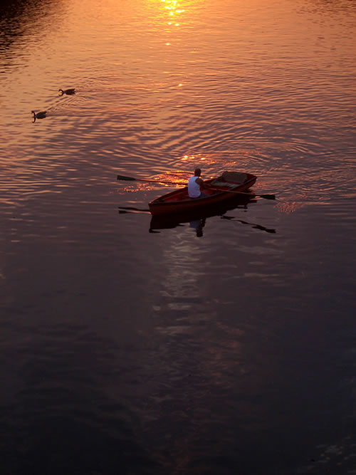 Rower on the River Thames at sunset