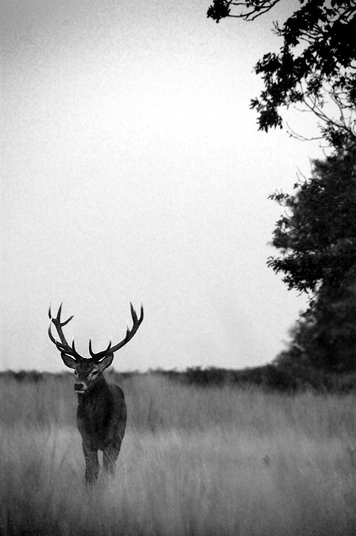Black and white photograph of a stag in grass