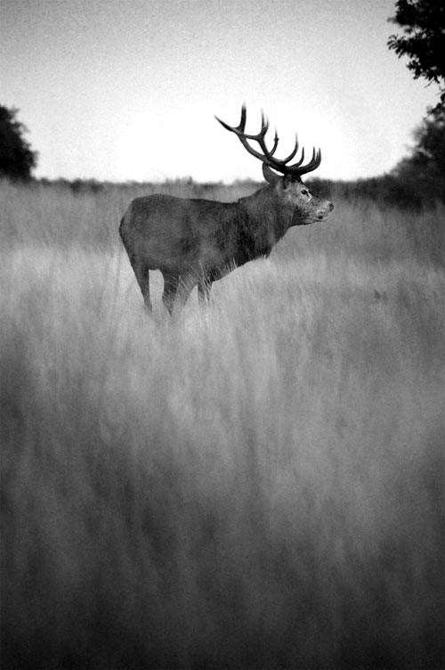 Black and white photograph of a stag in long grass