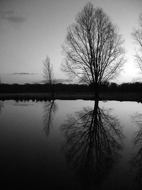 Trees reflected in Richmond Park