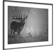 Framed prints of Richmond Park