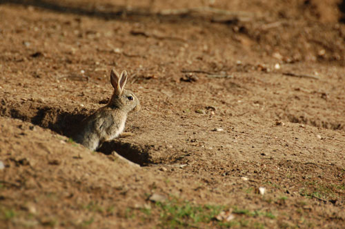 Bunny rabbits