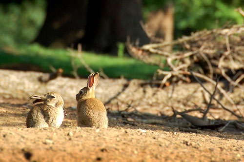 Bunny rabbits