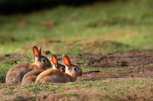 Bunnies