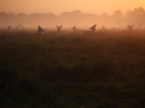 Deer at sunset