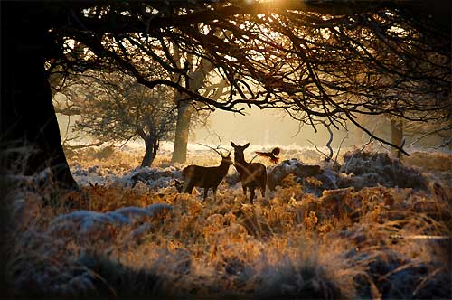 Fallow deer