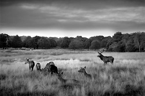 Herd of deer in Richmond Park
