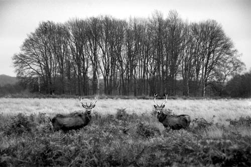 Deer stand-off during rutting season