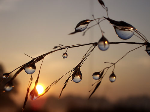 Dew drops