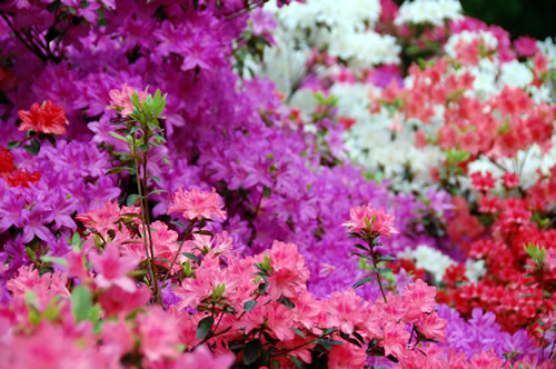 Azaleas in bloom