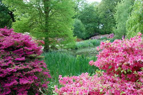 Azaleas in the Isabella Plantation