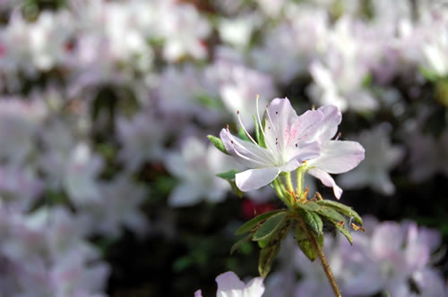 Lilac azaleas in the Isabella Plantation