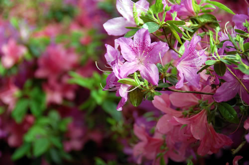 Pink azalea flowers