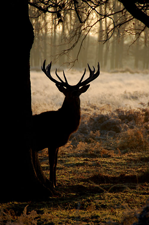 Stag behind a tree in Richmond Park