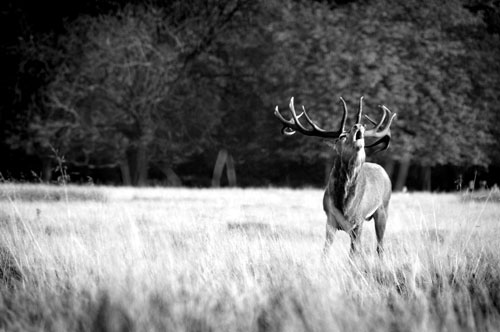 Stag bellowing in Richmond Park