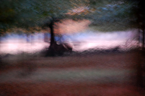 Stag in Richmond Park
