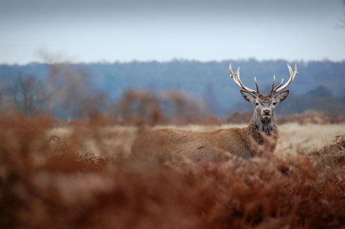 Red deer stag