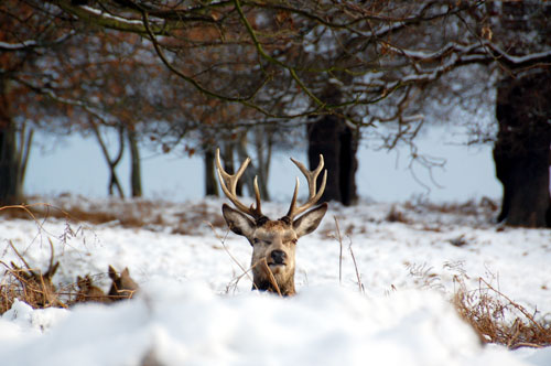 Red deer stag in the snow Richmond Park