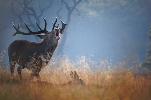 Stag in Richmond Park during rutting season.