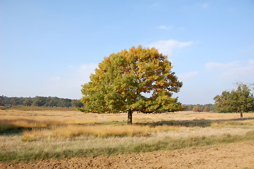 Tree photo