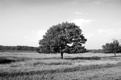 Tree photo