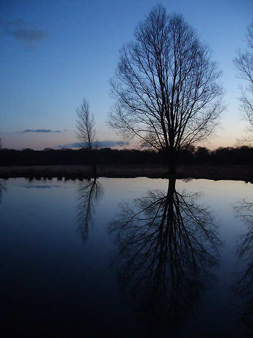 Trees reflected in Richmond Park
