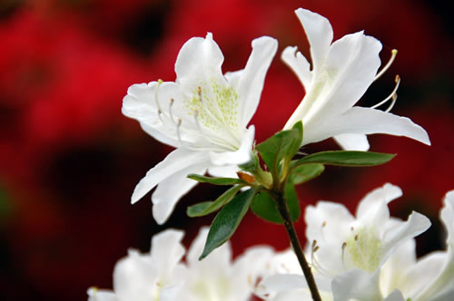 White azalea flowers