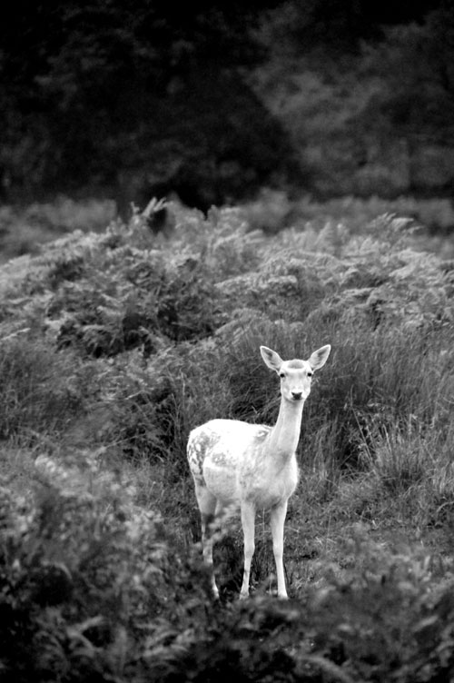 White fallow deer
