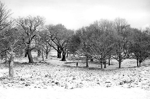 Winter Landscape in Richmond Park