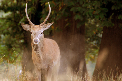 Young stag